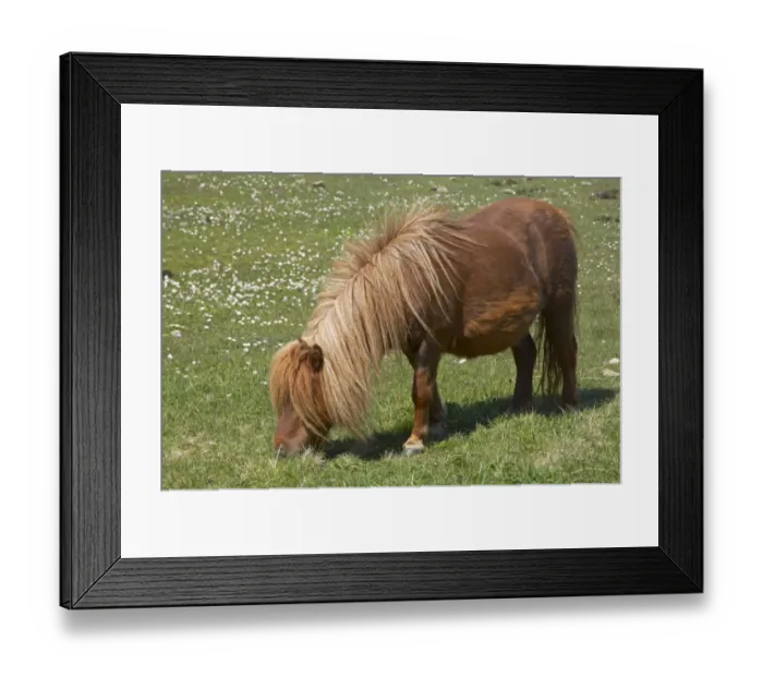 Framed Print : Shetland Pony, adult, grazing in pasture, Unst, Shetland Islands, Scotland Framed Print : Shetland Pony, adult, grazing in pasture, Unst, Shetland Islands, Scotland