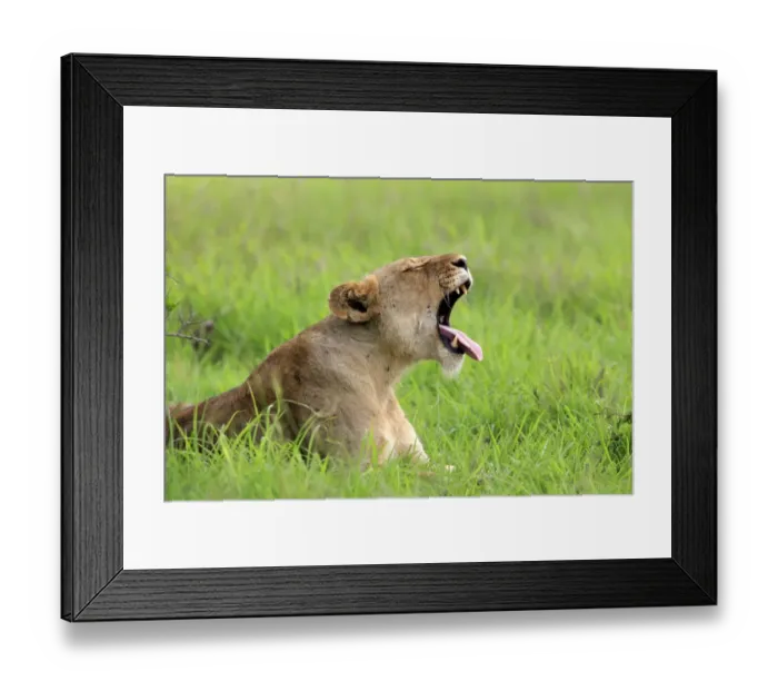 Framed Print : Lion (Panthera leo) adult female, yawning, resting on grass, Sabi Sabi Game Reserve, Kruger N. P. South Africa Framed Print : Lion (Panthera leo) adult female, yawning, resting on grass, Sabi Sabi Game Reserve, Kruger N. P. South Africa