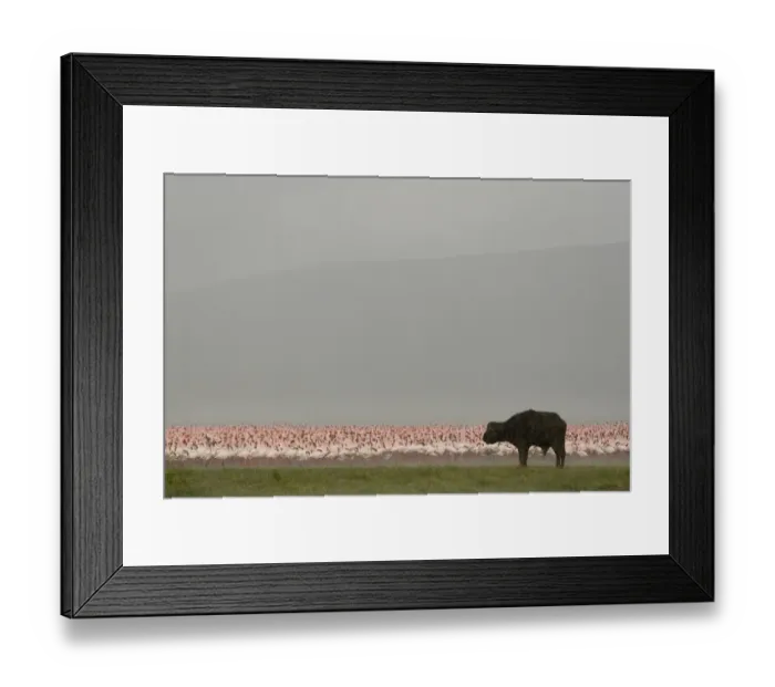Framed Print : African Buffalo (Syncerus caffer) adult, with Lesser Flamingo (Phoenicopterus minor) flock in soda lake, during rainfall, Lake Nakuru N. P. Great Rift Valley, Kenya Framed Print : African Buffalo (Syncerus caffer) adult, with Lesser Flamingo (Phoenicopterus minor) flock in soda lake, during rainfall, Lake Nakuru N. P. Great Rift Valley, Kenya