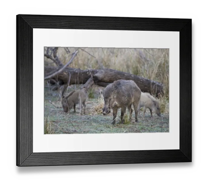 Framed Print : Indian Wild Boar (Sus scrofa cristatus) adult male with young, foraging, Ranthambore N. P. Rajasthan, India Framed Print : Indian Wild Boar (Sus scrofa cristatus) adult male with young, foraging, Ranthambore N. P. Rajasthan, India