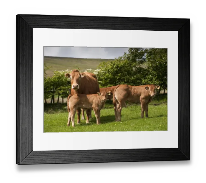 Framed Print : Domestic Cattle, Limousin, cow with calves, standing in pasture on hill farm, Lancashire, England, may Framed Print : Domestic Cattle, Limousin, cow with calves, standing in pasture on hill farm, Lancashire, England, may