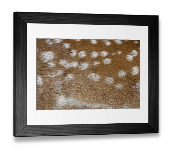 Framed Print : Fallow Deer (Dama dama) adult, close-up of coat, Suffolk, England Framed Print : Fallow Deer (Dama dama) adult, close-up of coat, Suffolk, England