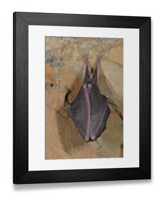 Framed Print : Lesser Horseshoe Bat (Rhinolophus hipposideros) adult, sleeping, roosting in cave, Italy, spring Framed Print : Lesser Horseshoe Bat (Rhinolophus hipposideros) adult, sleeping, roosting in cave, Italy, spring