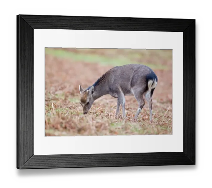 Framed Print : Sika Deer (Cervus nippon) introduced species, fawn, feeding amongst bracken in rain, Knole Park, Kent, England, february