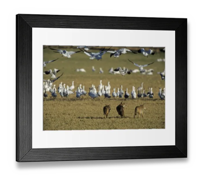 Framed Print : Coyote (Canis latrans) three adults, hunting, stalking Snow Goose (Anser caerulescens) flock, Bosque del Apache N. W. R. New Mexico, U. S. A Framed Print : Coyote (Canis latrans) three adults, hunting, stalking Snow Goose (Anser caerulescens) flock, Bosque del Apache N. W. R. New Mexico, U. S. A