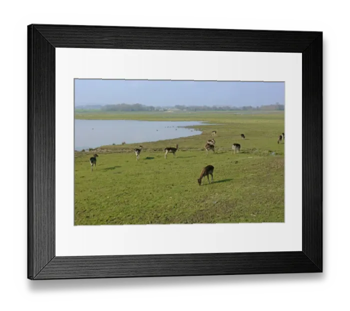Framed Print : Fallow Deer (Dama dama) dark form, does, herd feeding in watermeadow habitat, Pulborough Brooks RSPB Reserve, West Sussex, England, march