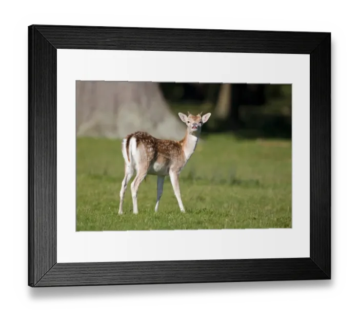 Framed Print : Fallow Deer (Dama dama) yearling buck, in flehmen response during rutting season, Suffolk, England, october Framed Print : Fallow Deer (Dama dama) yearling buck, in flehmen response during rutting season, Suffolk, England, october