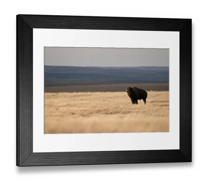 Framed Print : Plains Bison (Bison bison bison) adult male, standing in shortgrass prairie habitat, West Bloc, Grasslands N. P. Southern Saskatchewan, Canada, october