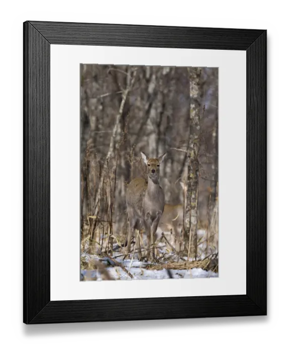 Framed Print : Sika Deer (Cervus nippon) doe, standing in snow covered forest, Hokkaido, Japan, winter Framed Print : Sika Deer (Cervus nippon) doe, standing in snow covered forest, Hokkaido, Japan, winter