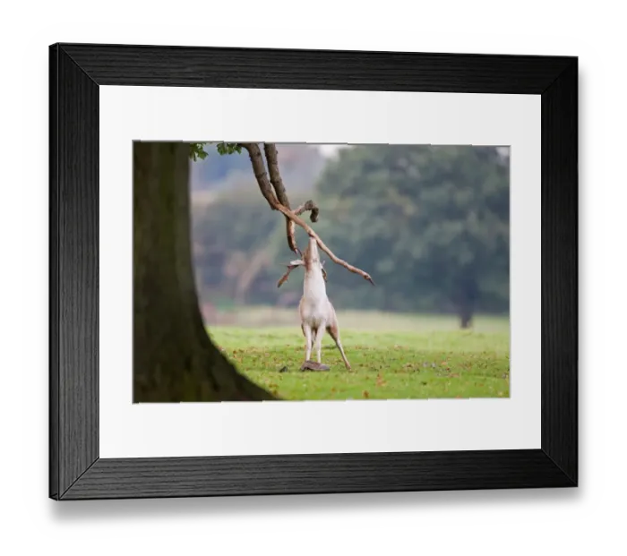Framed Print : Fallow Deer (Dama dama) buck, scent marking oak branch during rutting season, Suffolk, England, october Framed Print : Fallow Deer (Dama dama) buck, scent marking oak branch during rutting season, Suffolk, England, october