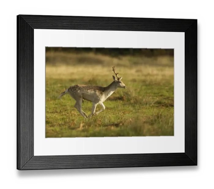 Framed Print : Fallow Deer (Dama dama) young buck, running, Leicestershire, England, november Framed Print : Fallow Deer (Dama dama) young buck, running, Leicestershire, England, november