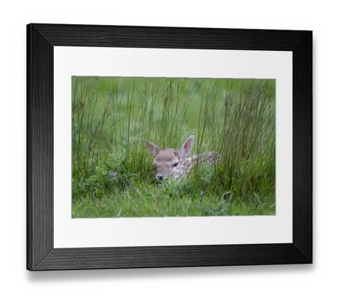 Framed Print : Fallow Deer (Dama dama) fawn, hiding in grass, Helmingham Hall Deer Park, Suffolk, England, june Framed Print : Fallow Deer (Dama dama) fawn, hiding in grass, Helmingham Hall Deer Park, Suffolk, England, june