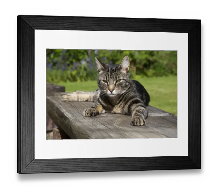 Framed Print : Domestic Cat, young male tabby, resting on bench in garden, Scotland, july Framed Print : Domestic Cat, young male tabby, resting on bench in garden, Scotland, july