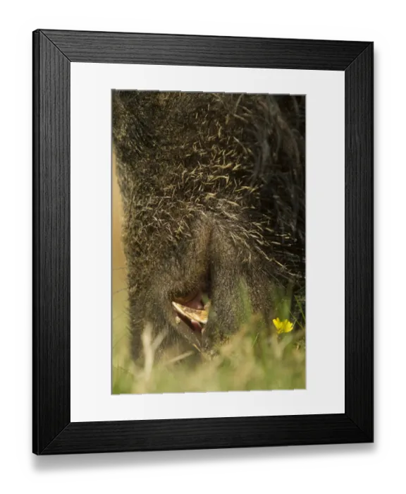 Framed Print : Eurasian Wild Boar (Sus scrofa) young male, feeding, close-up of snout and tusks, on wild boar farm, Devon, England, may