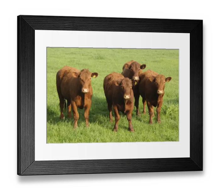 Framed Print : Domestic Cattle, Devon cross beef cattle, four standing in pasture, Rosamond and Perkin's Village, Devon, England, may Framed Print : Domestic Cattle, Devon cross beef cattle, four standing in pasture, Rosamond and Perkin's Village, Devon, England, may