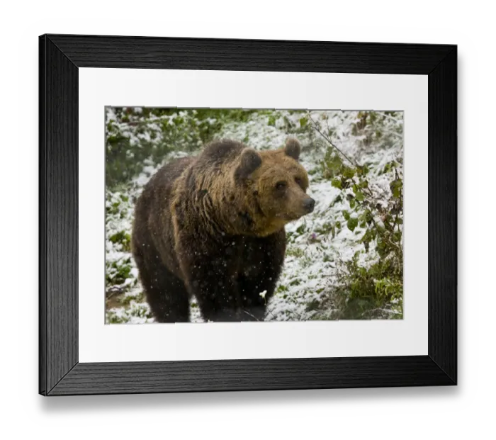 Framed Print : European Brown Bear (Ursus arctos arctos) adult, standing in falling snow, Brown Bear sanctuary, Zarnesti Framed Print : European Brown Bear (Ursus arctos arctos) adult, standing in falling snow, Brown Bear sanctuary, Zarnesti