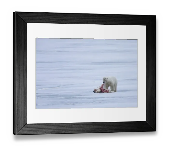 Framed Print : Polar Bear (Ursus maritimus) adult, feeding, cannibalism of young, on pack ice, Spitsbergen, Svalbard, september Framed Print : Polar Bear (Ursus maritimus) adult, feeding, cannibalism of young, on pack ice, Spitsbergen, Svalbard, september
