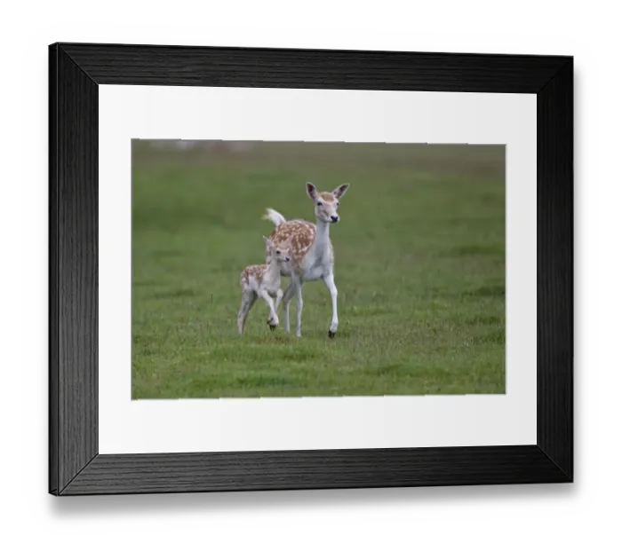 Framed Print : Fallow Deer (Dama dama) doe with fawn, running, Helmingham Hall Deer Park, Suffolk, England, june Framed Print : Fallow Deer (Dama dama) doe with fawn, running, Helmingham Hall Deer Park, Suffolk, England, june