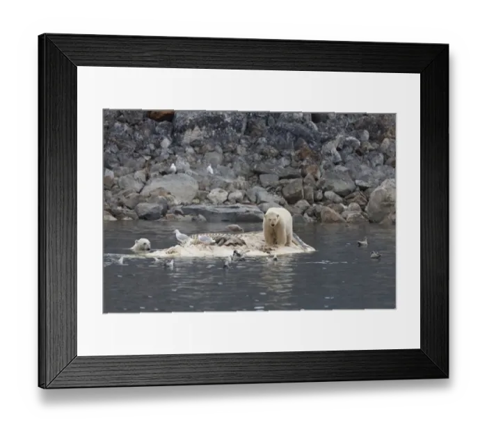 Framed Print : Polar Bear (Ursus maritimus) two adults, feeding, scavenging on dead Fin Whale (Balaenoptera physalus) carcase floating in sea, Spitsbergen, Svalbard, september Framed Print : Polar Bear (Ursus maritimus) two adults, feeding, scavenging on dead Fin Whale (Balaenoptera physalus) carcase floating in sea, Spitsbergen, Svalbard, september