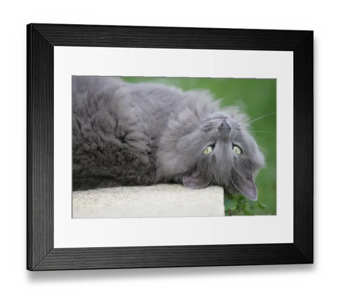 Framed Print : Domestic Cat, grey adult, close-up of head, rolling on back in garden, England, march Framed Print : Domestic Cat, grey adult, close-up of head, rolling on back in garden, England, march