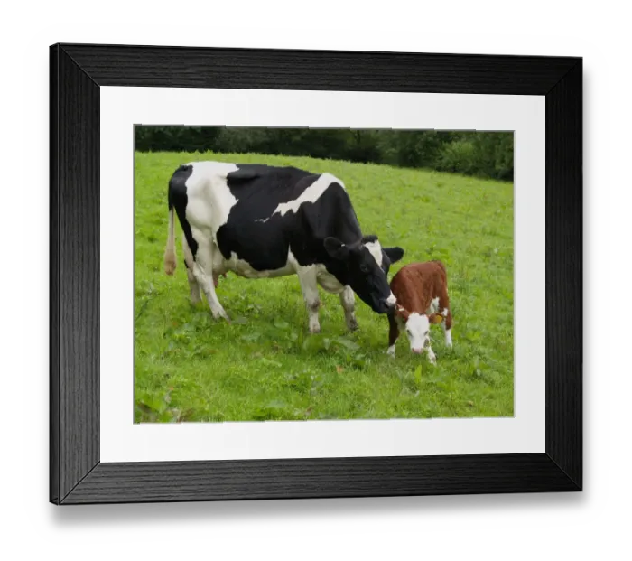 Framed Print : Domestic Cattle, Holstein Friesian cow with Hereford cross calf, standing in pasture, Devon, England Framed Print : Domestic Cattle, Holstein Friesian cow with Hereford cross calf, standing in pasture, Devon, England