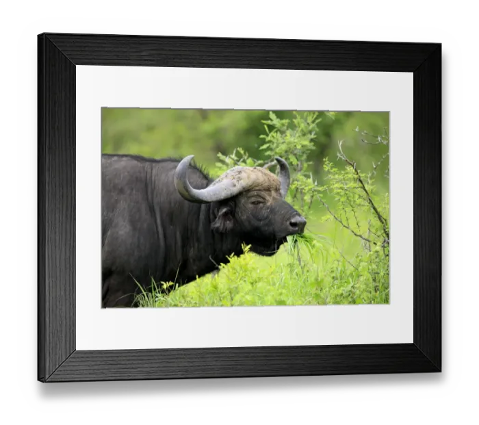 Framed Print : African Buffalo (Syncerus caffer) adult male, feeding on grass, close-up of head, Sabi Sabi Game Reserve, Kruger N. P. South Africa Framed Print : African Buffalo (Syncerus caffer) adult male, feeding on grass, close-up of head, Sabi Sabi Game Reserve, Kruger N. P. South Africa