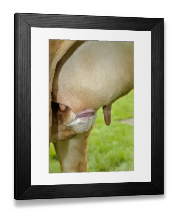 Framed Print : Domestic Cattle, beef calf suckling from mother, close-up of mouth and udder, Scotland, june Framed Print : Domestic Cattle, beef calf suckling from mother, close-up of mouth and udder, Scotland, june