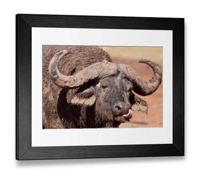 Framed Print : African Buffalo (Syncerus caffer) adult male, close-up of head, licking nose and covered with mud after wallowing, The Ark, Aberdare N. P. Aberdare Mountain Range, Kenya Framed Print : African Buffalo (Syncerus caffer) adult male, close-up of head, licking nose and covered with mud after wallowing, The Ark, Aberdare N. P. Aberdare Mountain Range, Kenya
