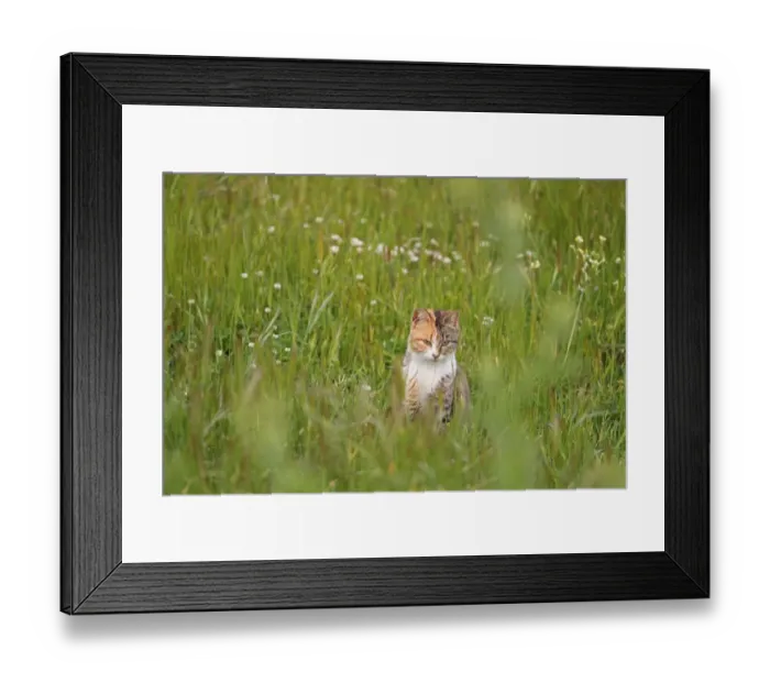 Framed Print : Domestic Cat, adult, sitting in long grass, Lesvos, Greece, april Framed Print : Domestic Cat, adult, sitting in long grass, Lesvos, Greece, april