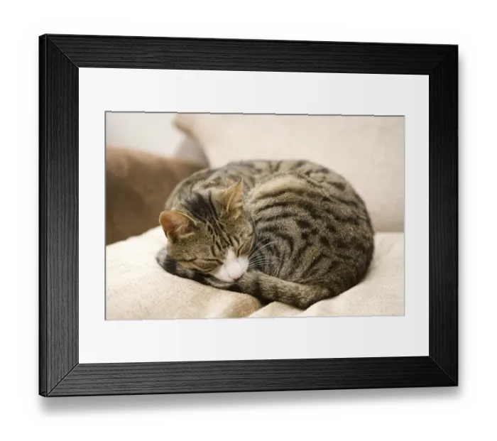 Framed Print : Domestic Cat, tabby and white, adult female, sleeping on chair, England, march Framed Print : Domestic Cat, tabby and white, adult female, sleeping on chair, England, march