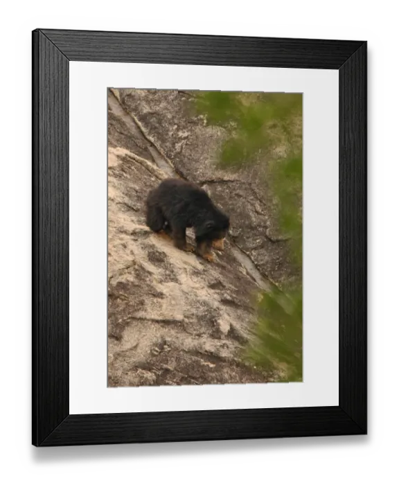 Framed Print : Sloth Bear (Melursus ursinus) adult, walking down rockface, Yala N. P. Sri Lanka, december Framed Print : Sloth Bear (Melursus ursinus) adult, walking down rockface, Yala N. P. Sri Lanka, december