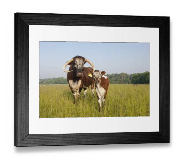 Framed Print : Domestic Cattle, Longhorn, cow with calf, standing in pasture, Norfolk, England Framed Print : Domestic Cattle, Longhorn, cow with calf, standing in pasture, Norfolk, England