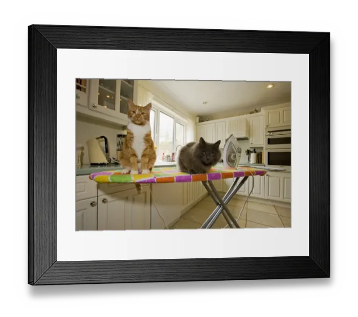 Framed Print : Domestic Cat, ginger and white tabby adult and grey adult, sitting on ironing board in kitchen, England Framed Print : Domestic Cat, ginger and white tabby adult and grey adult, sitting on ironing board in kitchen, England
