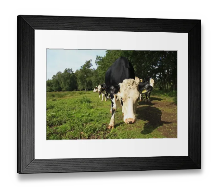 Framed Print : Domestic Cattle, Hereford x Holstein Friesian crossbreed, beef herd, standing in river valley fen, Redgrave and Lopham Fen N. N. R. Waveney Valley, Suffolk, England, august Framed Print : Domestic Cattle, Hereford x Holstein Friesian crossbreed, beef herd, standing in river valley fen, Redgrave and Lopham Fen N. N. R. Waveney Valley, Suffolk, England, august