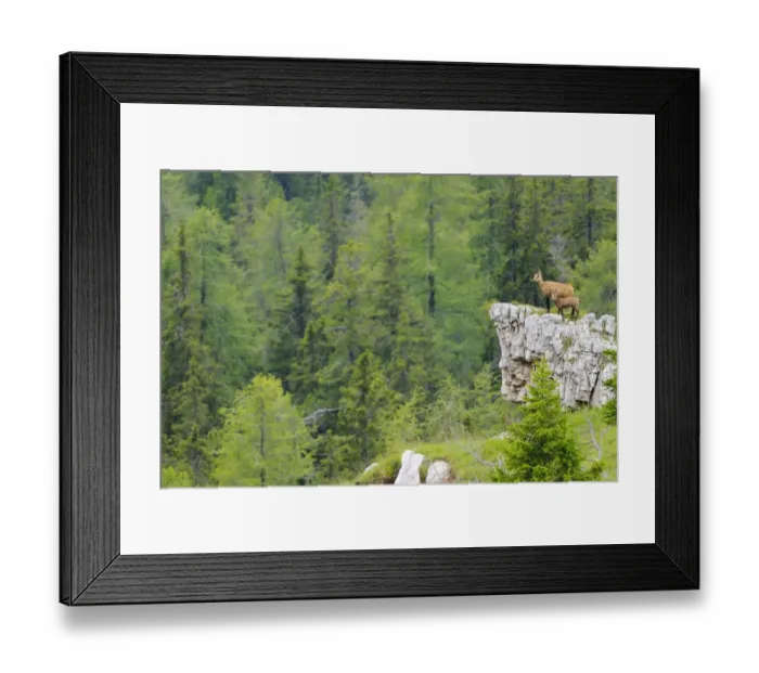 Framed Print : Alpine Chamois (Rupicapra rupicapra) adult female with young, standing on rock outcrop in mountain habitat, Italian Alps, Italy, august