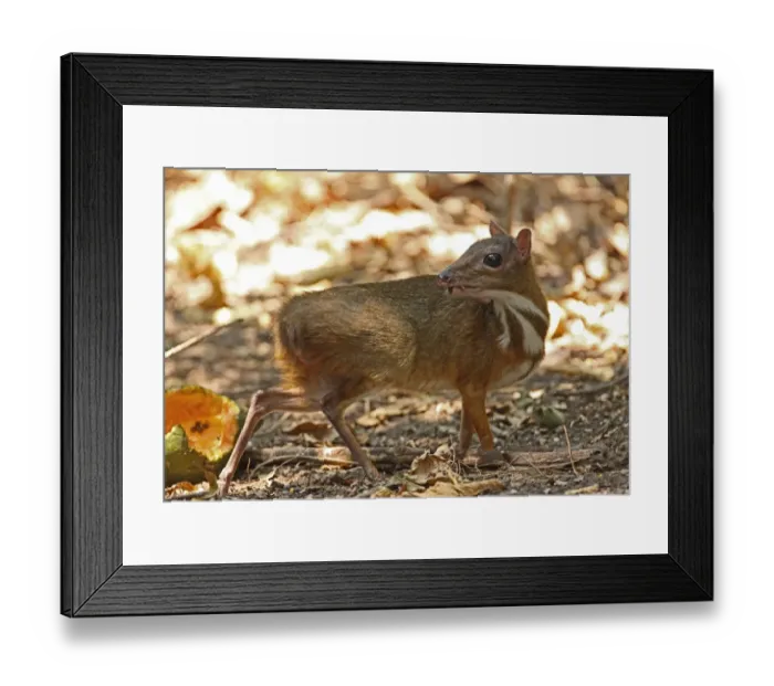 Framed Print : Lesser Mouse-deer (Tragulus kanchil) adult male, feeding on fallen fruit, Kaeng Krachan N. P. Thailand, january Framed Print : Lesser Mouse-deer (Tragulus kanchil) adult male, feeding on fallen fruit, Kaeng Krachan N. P. Thailand, january