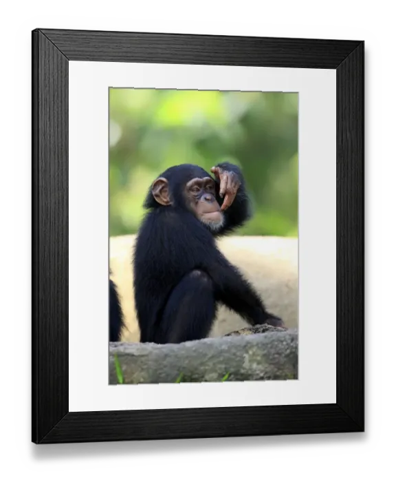 Framed Print : Chimpanzee (Pan troglodytes) young, drinking, scooping up water in hand (captive) Framed Print : Chimpanzee (Pan troglodytes) young, drinking, scooping up water in hand (captive)