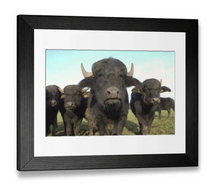 Framed Print : Domestic Water Buffalo (Bubalis bubalis) calves, herd in pasture, North Yorkshire, England Framed Print : Domestic Water Buffalo (Bubalis bubalis) calves, herd in pasture, North Yorkshire, England