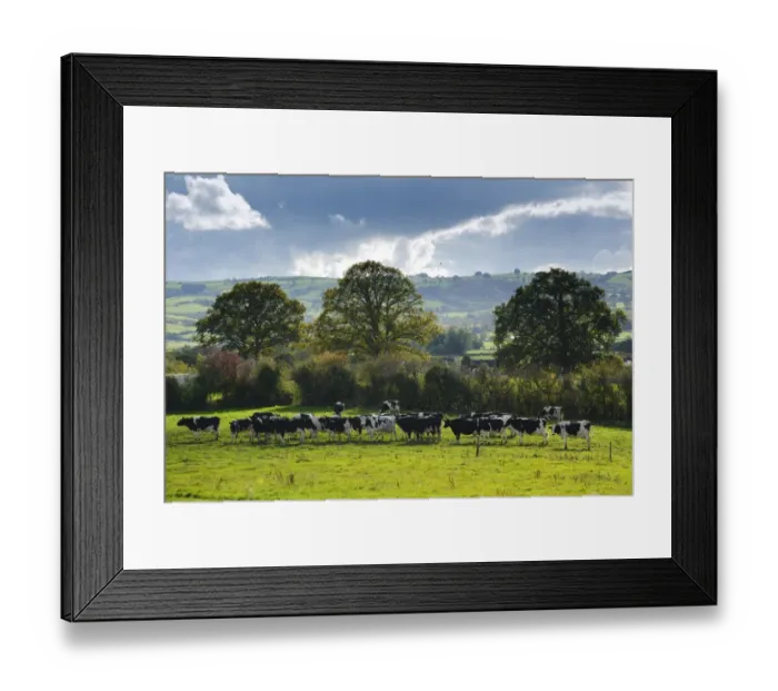 Framed Print : Domestic Cattle, Holstein Friesian dairy cows, herd waiting on pasture to come in for milking, in rural landscape, Chirbury, Bucknell, Shropshire, England, october Framed Print : Domestic Cattle, Holstein Friesian dairy cows, herd waiting on pasture to come in for milking, in rural landscape, Chirbury, Bucknell, Shropshire, England, october