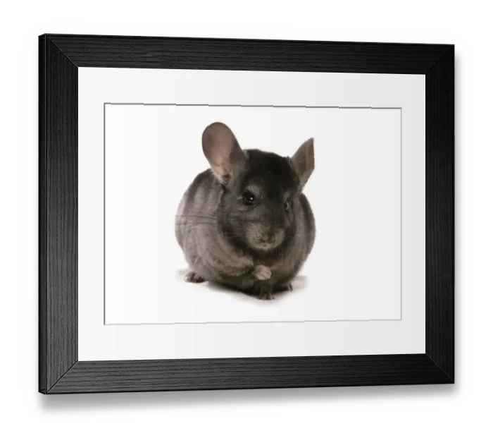 Framed Print : Chinchilla (Chinchilla sp. ) black adult, sitting Framed Print : Chinchilla (Chinchilla sp. ) black adult, sitting