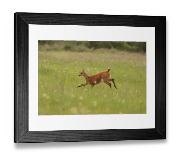 Framed Print : Marsh Deer (Blastocerus dichotomus) immature female, running, Reserva El Bagual, Formosa, Argentina, october Framed Print : Marsh Deer (Blastocerus dichotomus) immature female, running, Reserva El Bagual, Formosa, Argentina, october