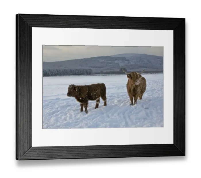 Framed Print : Domestic Cattle, Highland Cattle, cow and calf standing in snow covered pasture, Dumfries and Galloway, Scotland, december Framed Print : Domestic Cattle, Highland Cattle, cow and calf standing in snow covered pasture, Dumfries and Galloway, Scotland, december