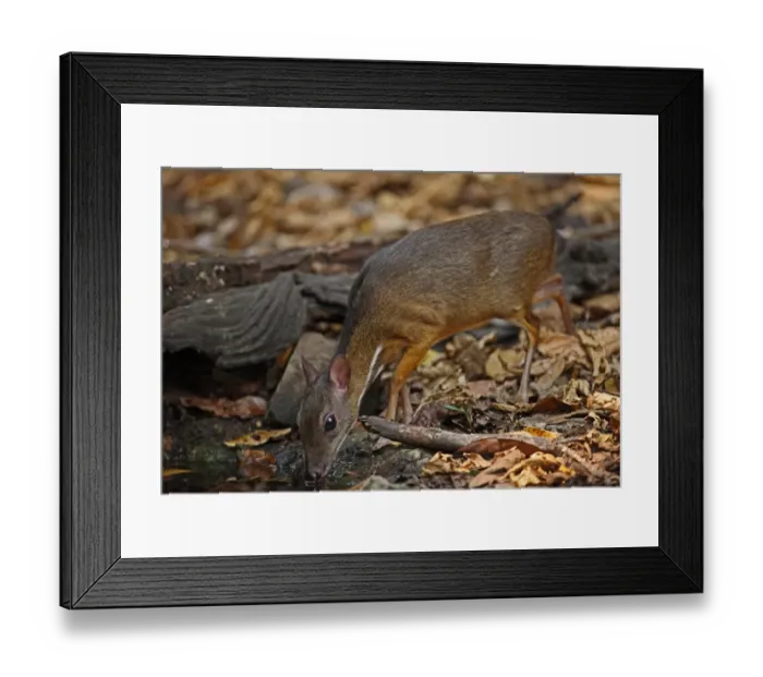 Framed Print : Lesser Mouse-deer (Tragulus kanchil) adult male, drinking from forest pool, Kaeng Krachan N. P. Thailand, february