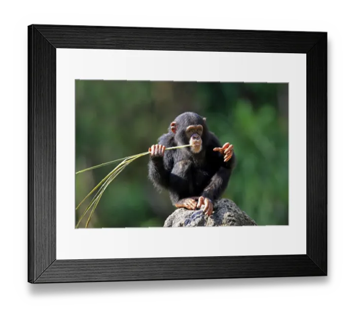 Framed Print : Chimpanzee (Pan troglodytes) young, feeding on palm frond, sitting on rock (captive) Framed Print : Chimpanzee (Pan troglodytes) young, feeding on palm frond, sitting on rock (captive)