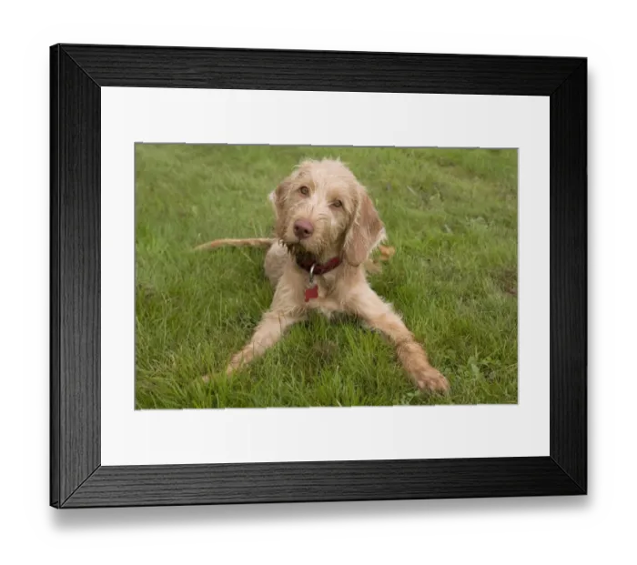 Framed Print : Domestic Dog, Wire-haired Hungarian Vizsla, female puppy, laying on grass, England, september Framed Print : Domestic Dog, Wire-haired Hungarian Vizsla, female puppy, laying on grass, England, september
