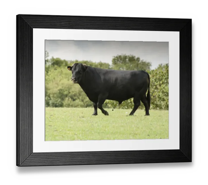 Framed Print : Domestic Cattle, Dexter bull, walking in pasture, Bradford, West Yorkshire, England, july Framed Print : Domestic Cattle, Dexter bull, walking in pasture, Bradford, West Yorkshire, England, july