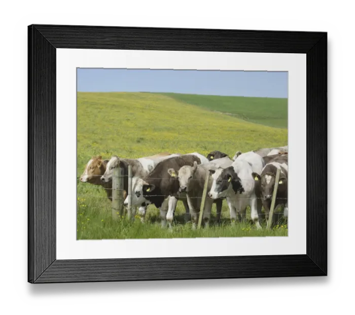 Framed Print : Domestic Cattle, beef calves, herd standing beside barbed wire fence in pasture, Mainland, Orkney, Scotland, june Framed Print : Domestic Cattle, beef calves, herd standing beside barbed wire fence in pasture, Mainland, Orkney, Scotland, june