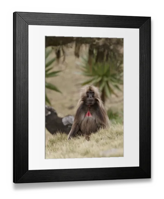 Framed Print : Gelada (Theropithecus gelada) immature male, sitting in grass, Simien Mountains, Ethiopia