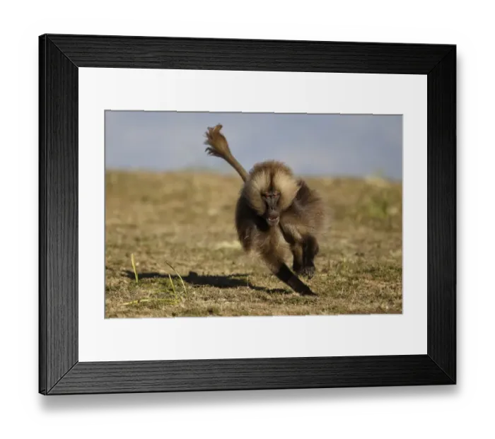 Framed Print : Gelada Baboon (Theropithecus gelada) dominant adult male, running in pursuit of rival male, Simien Mountains, Ethiopia
