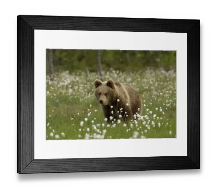 Framed Print : European Brown Bear (Ursus arctos arctos) immature, standing amongst cotton-grass, Finland, june Framed Print : European Brown Bear (Ursus arctos arctos) immature, standing amongst cotton-grass, Finland, june
